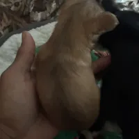 Cash, a male Chihuahua for sale in South Chicago Heights, IL – Photo 4 of 7