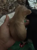 Cash, a male Chihuahua for sale in South Chicago Heights, IL – Photo 4 of 7