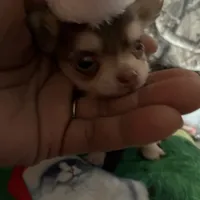 Cash, a male Chihuahua for sale in South Chicago Heights, IL – Photo 6 of 7