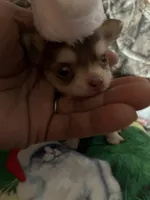 Cash, a male Chihuahua for sale in South Chicago Heights, IL – Photo 6 of 7