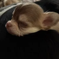 Cash, a male Chihuahua for sale in South Chicago Heights, IL – Photo 2 of 7