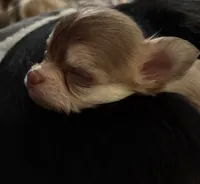 Cash, a male Chihuahua for sale in South Chicago Heights, IL – Photo 2 of 7