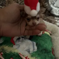 Cash, a male Chihuahua for sale in South Chicago Heights, IL – Photo 1 of 7