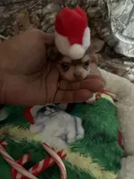 Cash, a male Chihuahua for sale in South Chicago Heights, IL – Photo 1 of 7