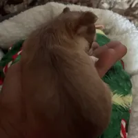 Cash, a male Chihuahua for sale in South Chicago Heights, IL – Photo 3 of 7