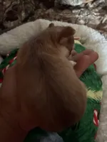 Cash, a male Chihuahua for sale in South Chicago Heights, IL – Photo 3 of 7