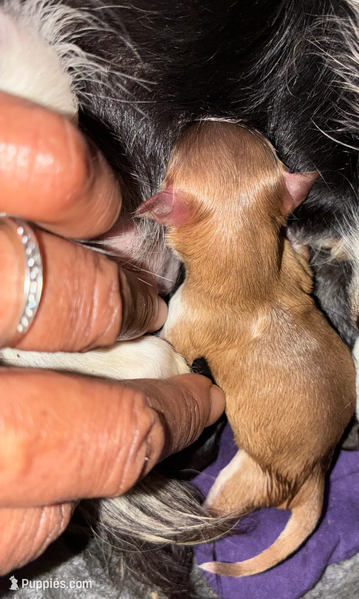 Cash, a male Chihuahua for sale in South Chicago Heights, IL – Photo 7 of 7