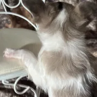 Colby, a male Chihuahua for sale in South Chicago Heights, IL – Photo 5 of 6