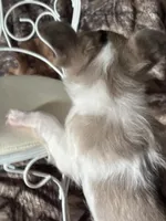 Colby, a male Chihuahua for sale in South Chicago Heights, IL – Photo 5 of 6