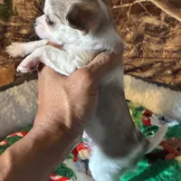 Colby, a male Chihuahua for sale in South Chicago Heights, IL – Photo 4 of 6