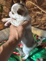 Colby, a male Chihuahua for sale in South Chicago Heights, IL – Photo 4 of 6