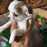 Colby, a male Chihuahua for sale in South Chicago Heights, IL – Photo 1 of 6