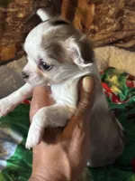 Colby, a male Chihuahua for sale in South Chicago Heights, IL – Photo 1 of 6