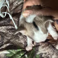 Colby, a male Chihuahua for sale in South Chicago Heights, IL – Photo 3 of 6