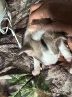 Colby, a male Chihuahua for sale in South Chicago Heights, IL – Photo 3 of 6