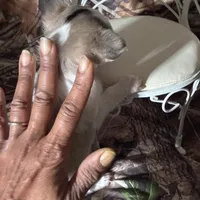 Colby, a male Chihuahua for sale in South Chicago Heights, IL – Photo 6 of 6