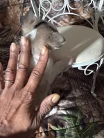 Colby, a male Chihuahua for sale in South Chicago Heights, IL – Photo 6 of 6