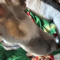 Colby, a male Chihuahua for sale in South Chicago Heights, IL – Photo 2 of 6