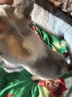 Colby, a male Chihuahua for sale in South Chicago Heights, IL – Photo 2 of 6