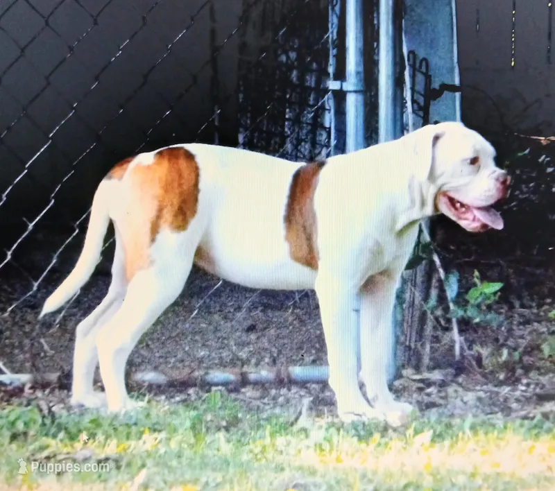 Female 2 – American Bulldog puppy for sale in Chester, IL