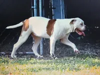 Female 2, a female American Bulldog for sale in Chester, IL – 2 of 8