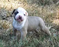 Male 2, a male American Bulldog for sale in Chester, IL – 5 of 7