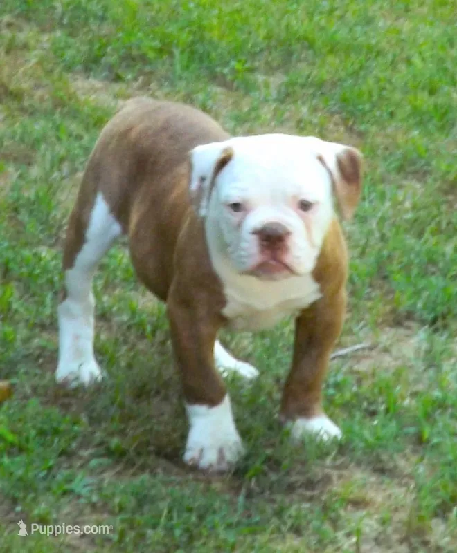 Male 1, a male American Bulldog for sale in Chester, IL – 1 of 5