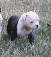 Female 1, a female American Bulldog for sale in Chester, IL – 9 of 9