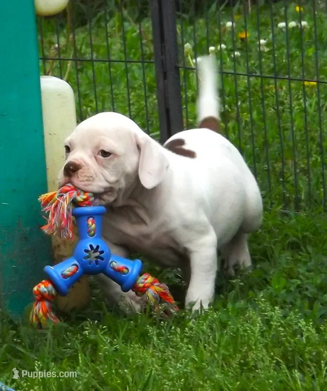 Female 1 – American Bulldog puppy for sale in Chester, IL