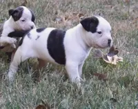 Male 3, a male American Bulldog for sale in Chester, IL – 2 of 8