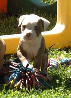 Male 1, a male American Bulldog for sale in Chester, IL – Photo 3 of 6