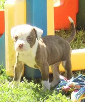Male 1, a male American Bulldog for sale in Chester, IL – Photo 1 of 6