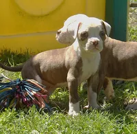 Male 1, a male American Bulldog for sale in Chester, IL – Photo 4 of 6