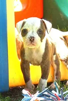 Male 1, a male American Bulldog for sale in Chester, IL – Photo 2 of 6
