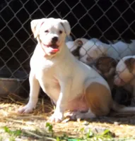 F3, a female American Bulldog for sale in Chester, IL – 5 of 9