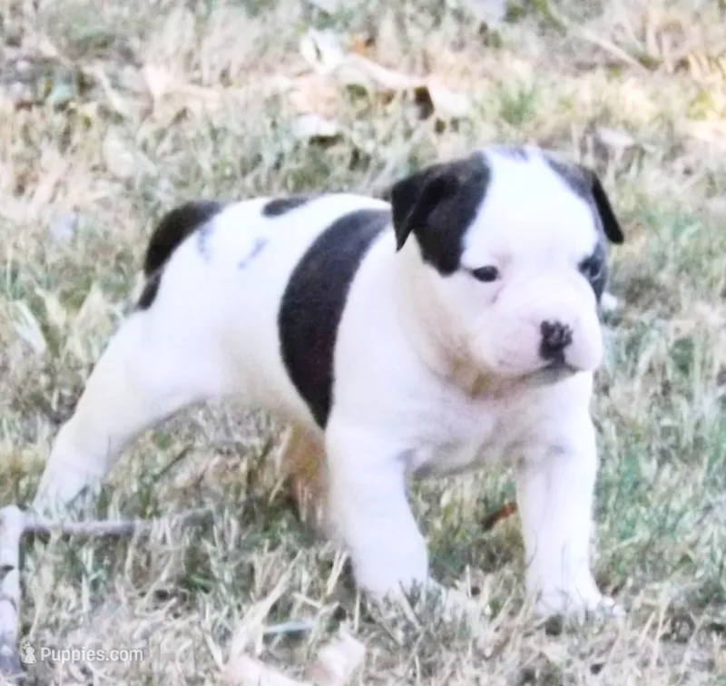 Male 3 – American Bulldog puppy for sale in Chester, IL