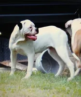 F5, a female American Bulldog for sale in Chester, IL – 7 of 7