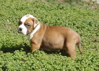 F1, a female American Bulldog for sale in Chester, IL – Photo 2 of 6