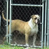 F1, a female American Bulldog for sale in Chester, IL – Photo 5 of 6
