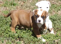 F1, a female American Bulldog for sale in Chester, IL – Photo 3 of 6