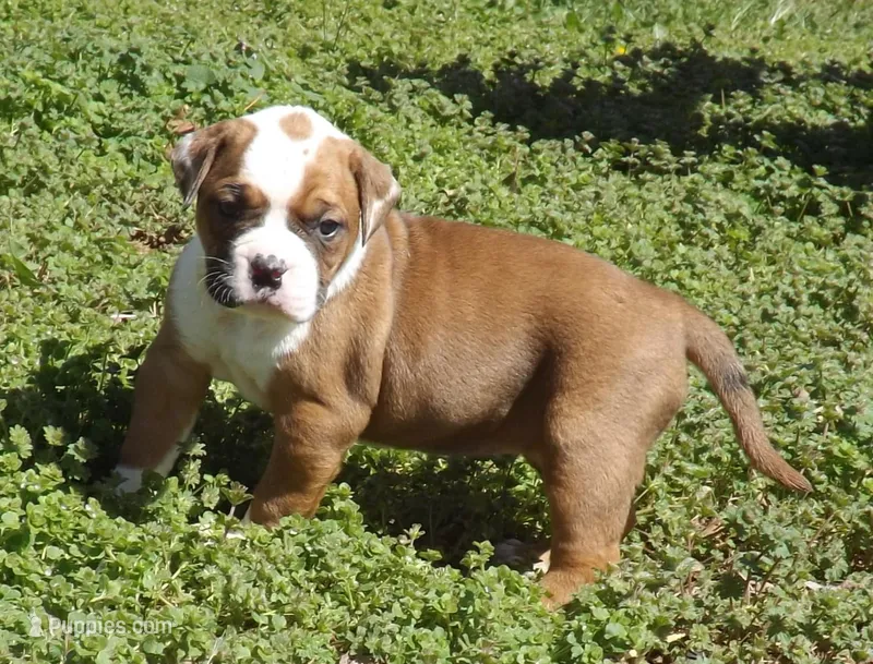 F1 – American Bulldog puppy for sale in Chester, IL