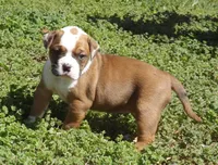 F1, a female American Bulldog for sale in Chester, IL – Photo 1 of 6