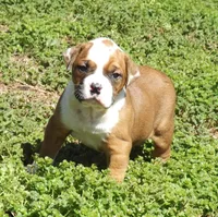 F1, a female American Bulldog for sale in Chester, IL – Photo 4 of 6