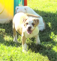 M3, a male American Bulldog for sale in Chester, IL – 3 of 9