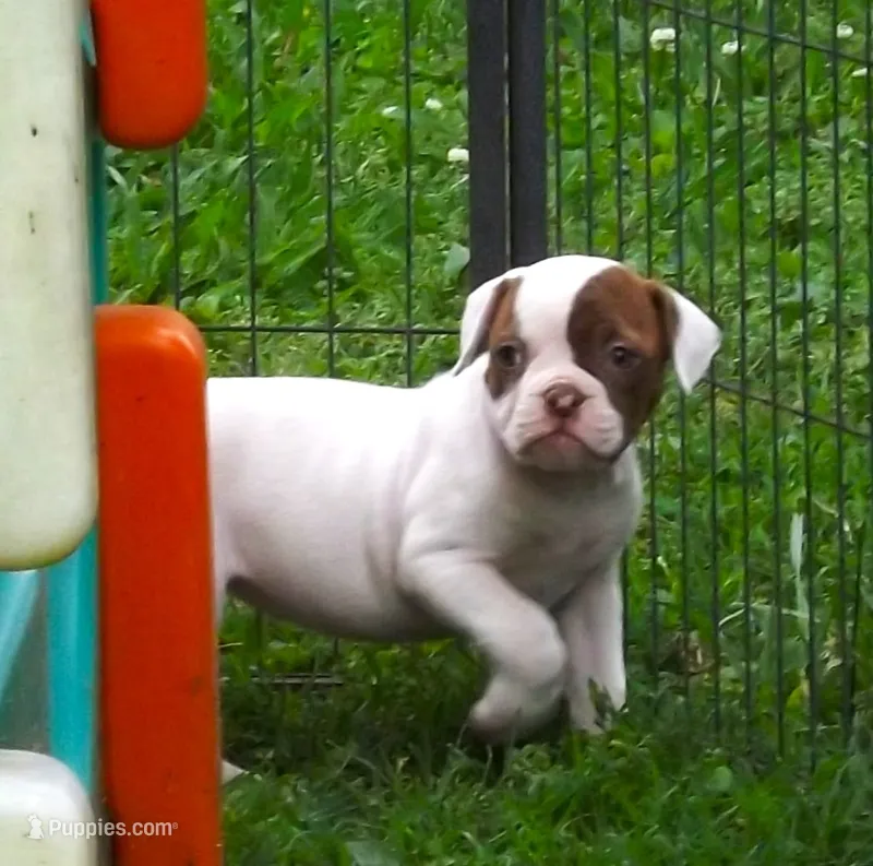 Female 3 – American Bulldog puppy for sale in Chester, IL