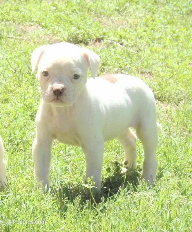 Female 1, a female American Bulldog for sale in Chester, IL – Photo 1 of 5