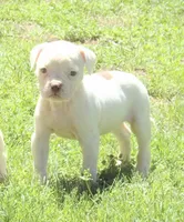 Female 1, a female American Bulldog for sale in Chester, IL – Photo 1 of 5