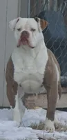 Female 1, a female American Bulldog for sale in Chester, IL – Photo 5 of 5