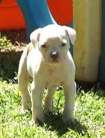 Female 1, a female American Bulldog for sale in Chester, IL – Photo 3 of 5