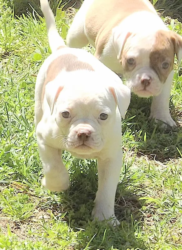 Female 1 – American Bulldog puppy for sale in Chester, IL